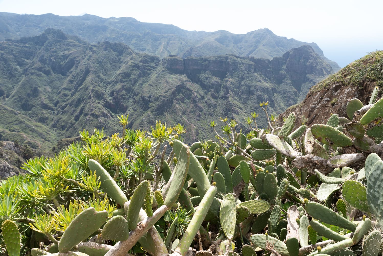 plantes tenerife