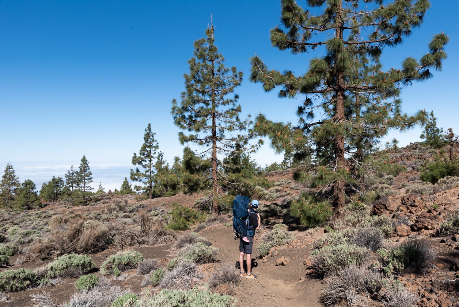 sentier-pins-samara-tenerife