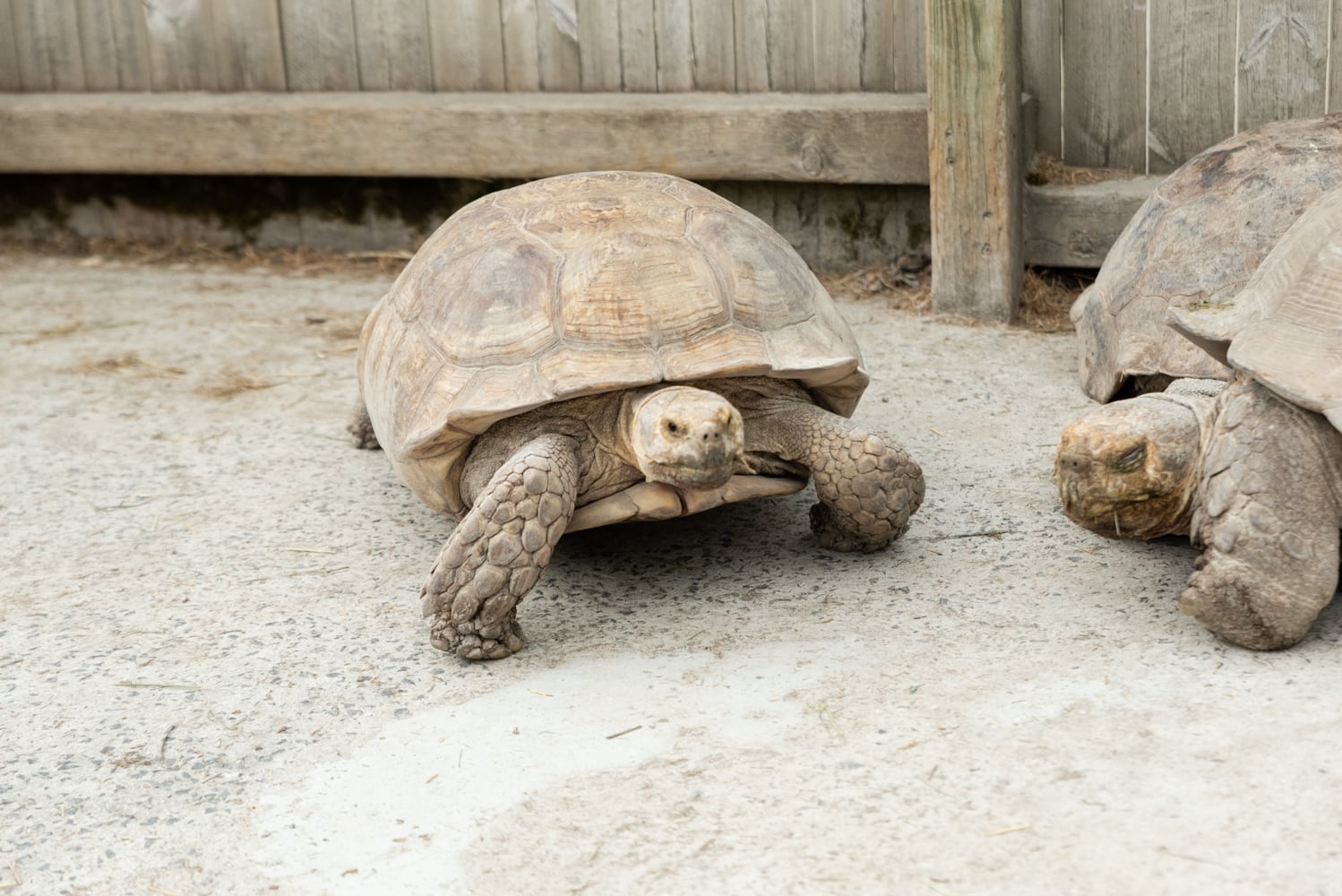 tortue-Alligator-Bay