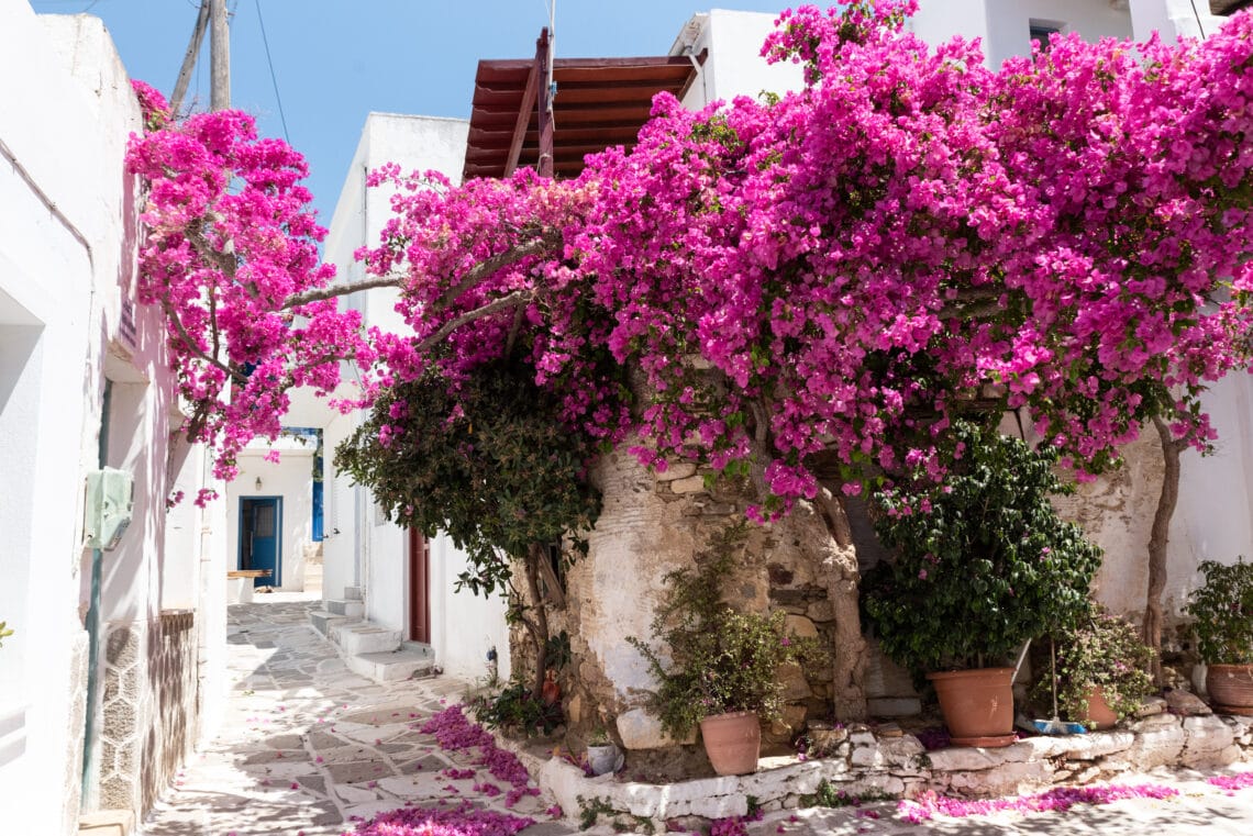 ruelle-fleurie-à-Prodromos