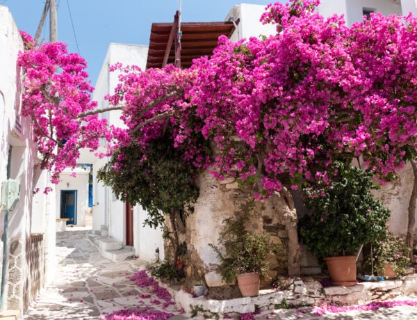 ruelle-fleurie-à-Prodromos