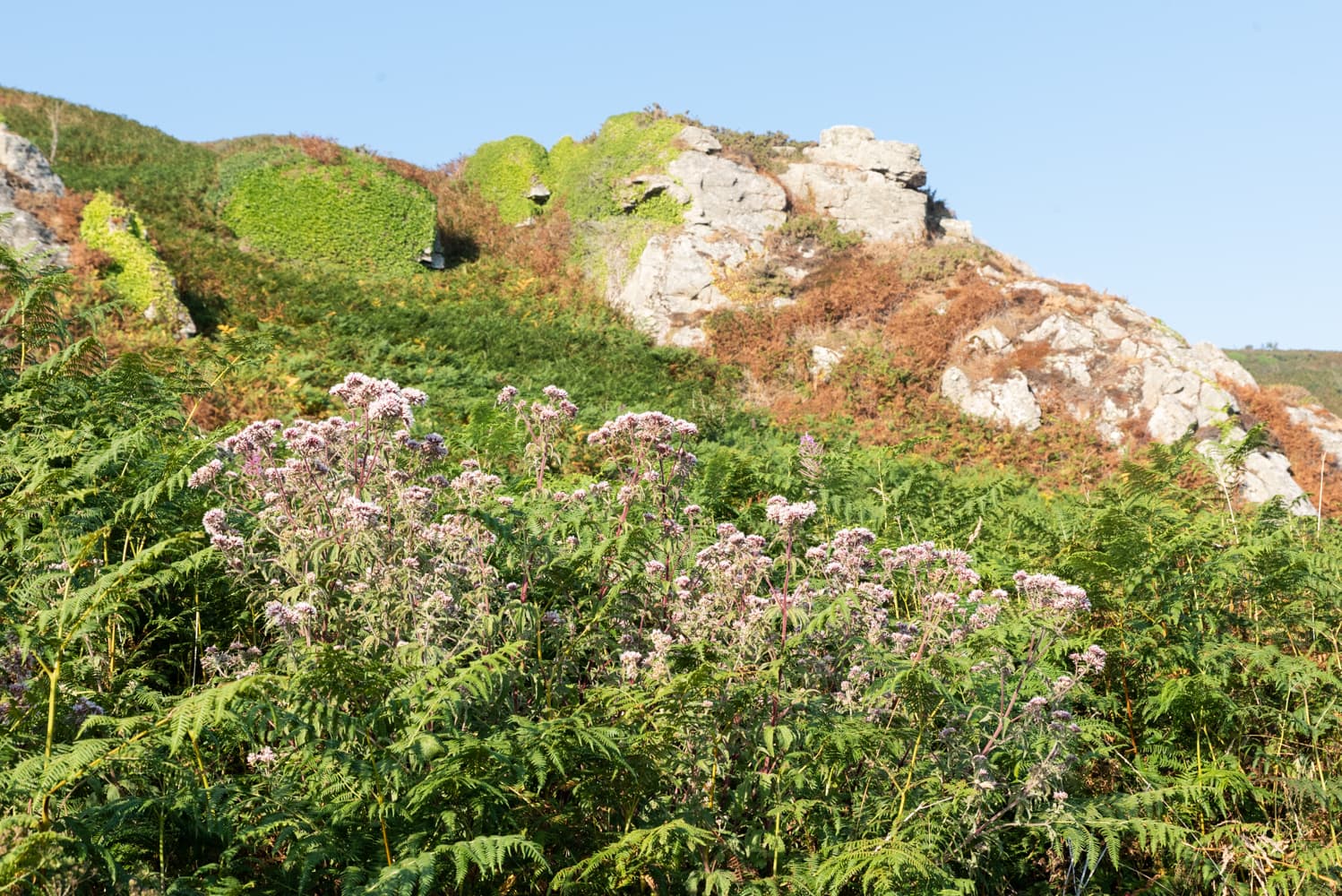 Fleurs sur le sentier de la randonnée des falaises de Landemer