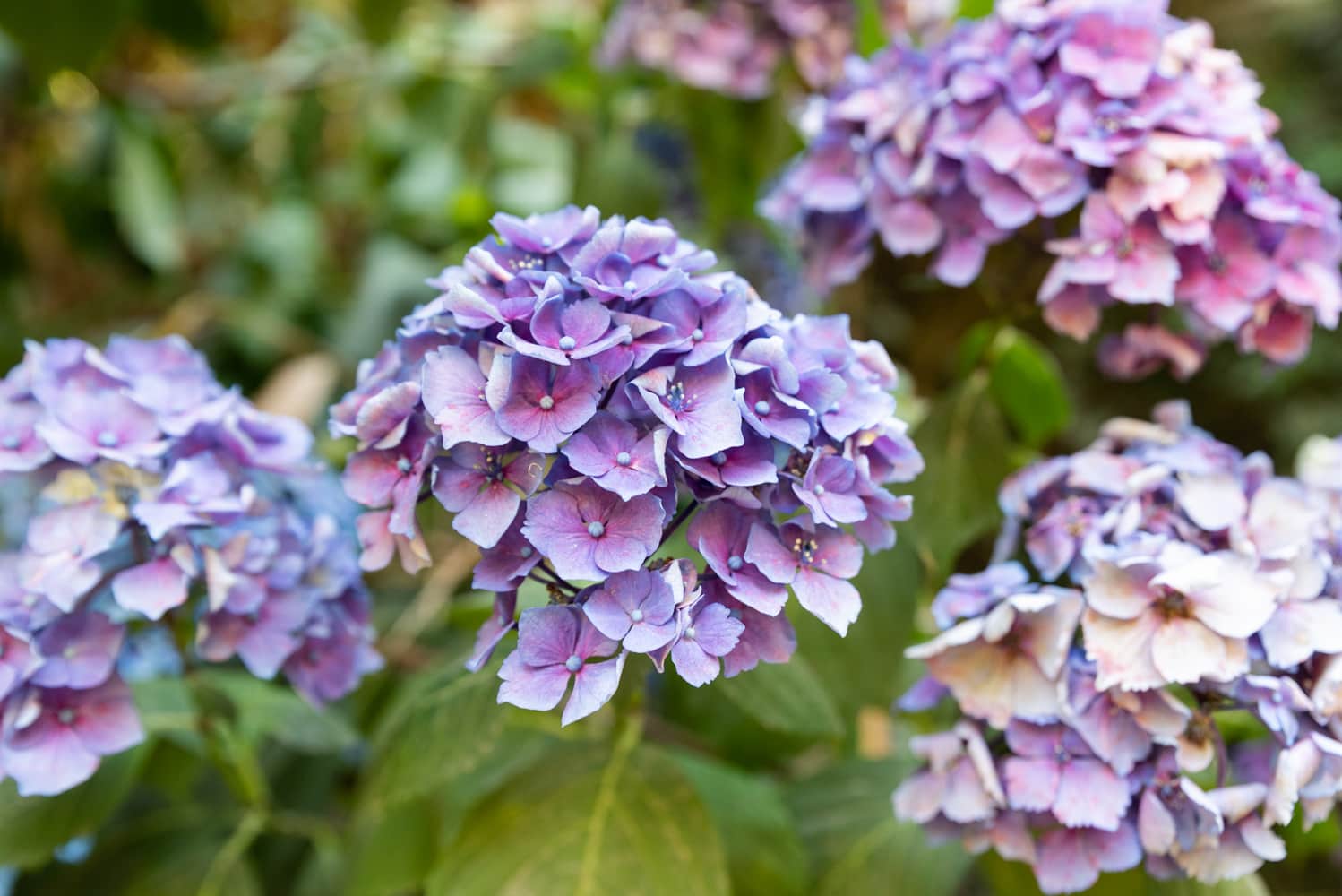 Hortensia jardin de vauville