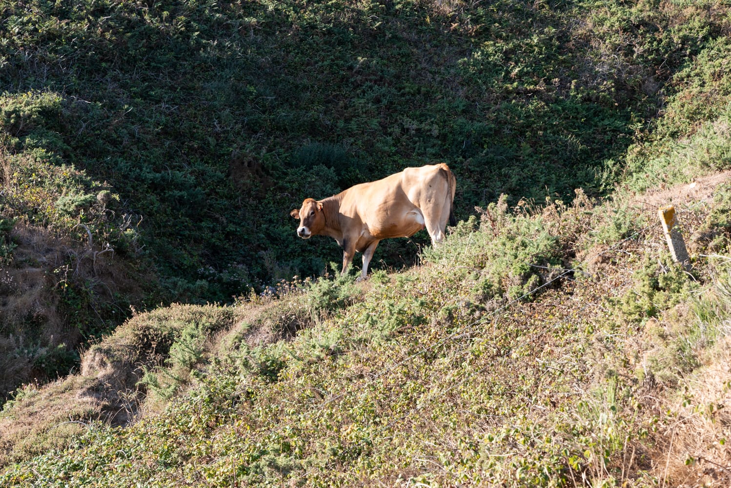 Vache au Nez de Jobourg