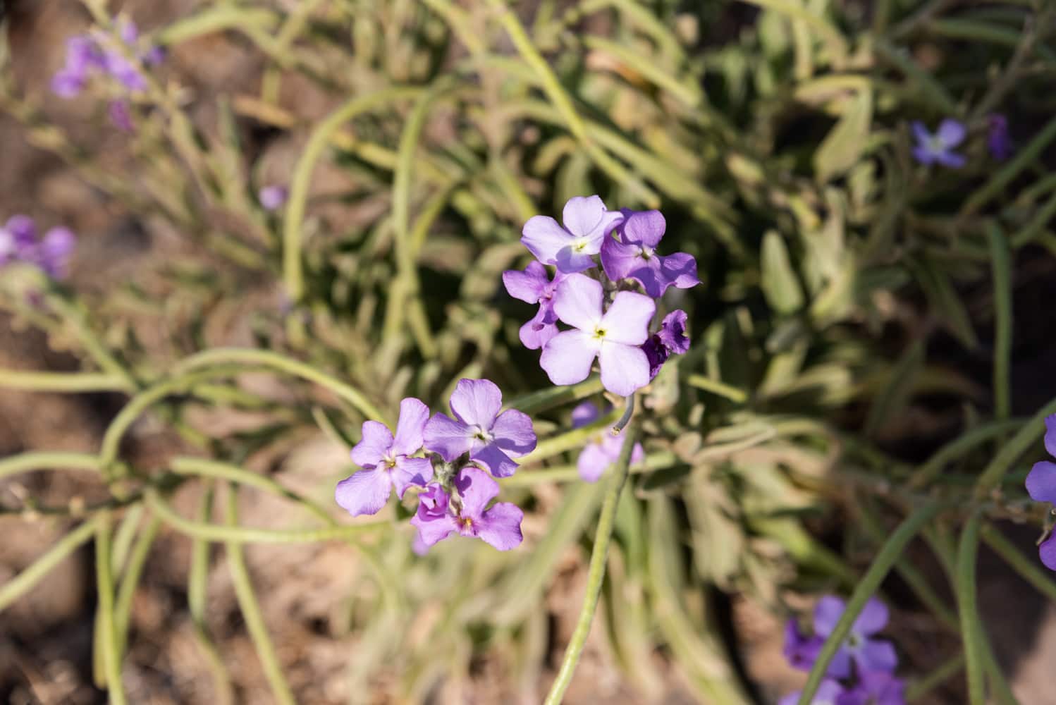 Fleurs à la Pointe Saint Laurent à Madère