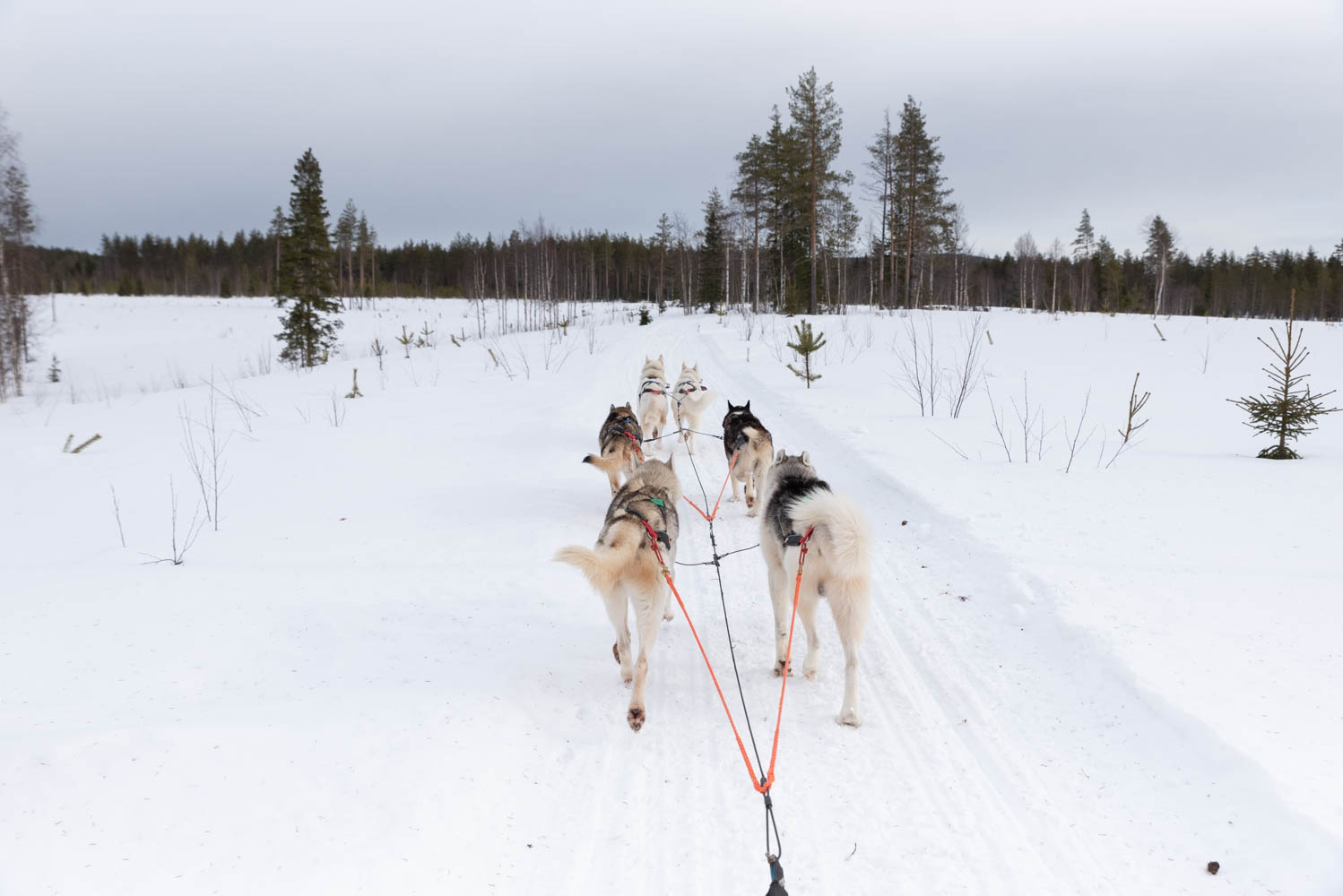 Balade en chien de traîneau en Laponie