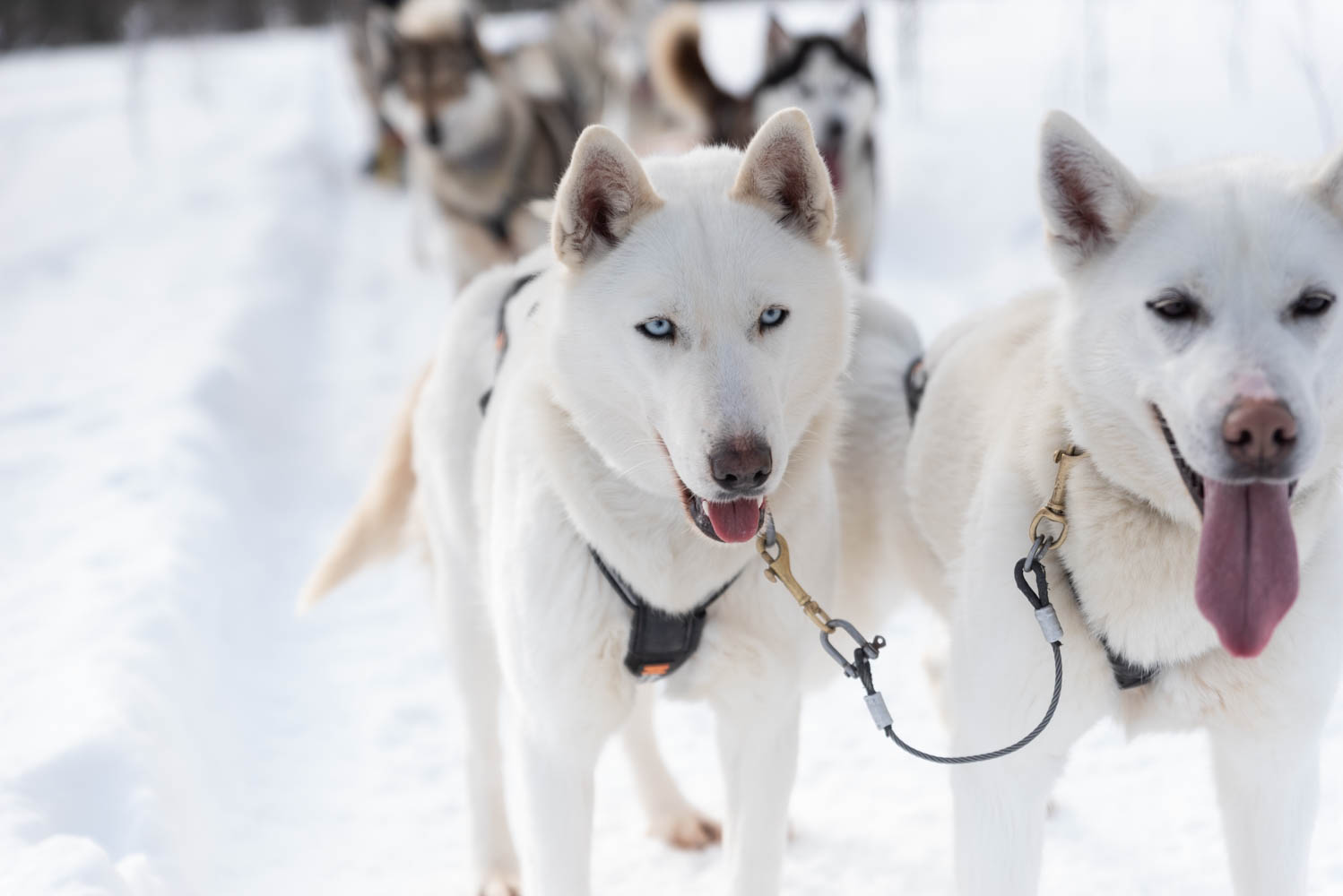 Chien Huskie en Laponie