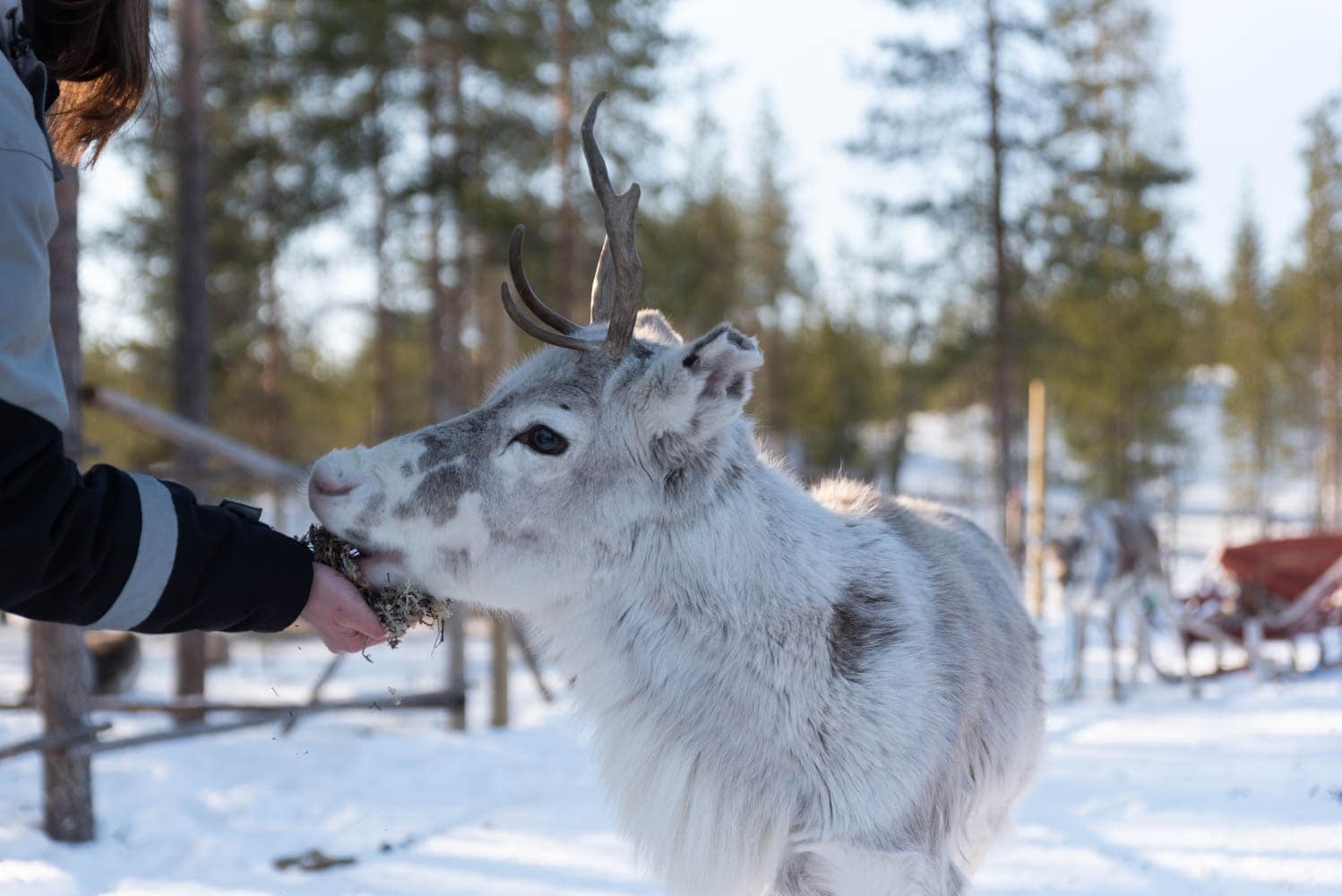 Donner à manger aux rennes en Laponie finlandaise