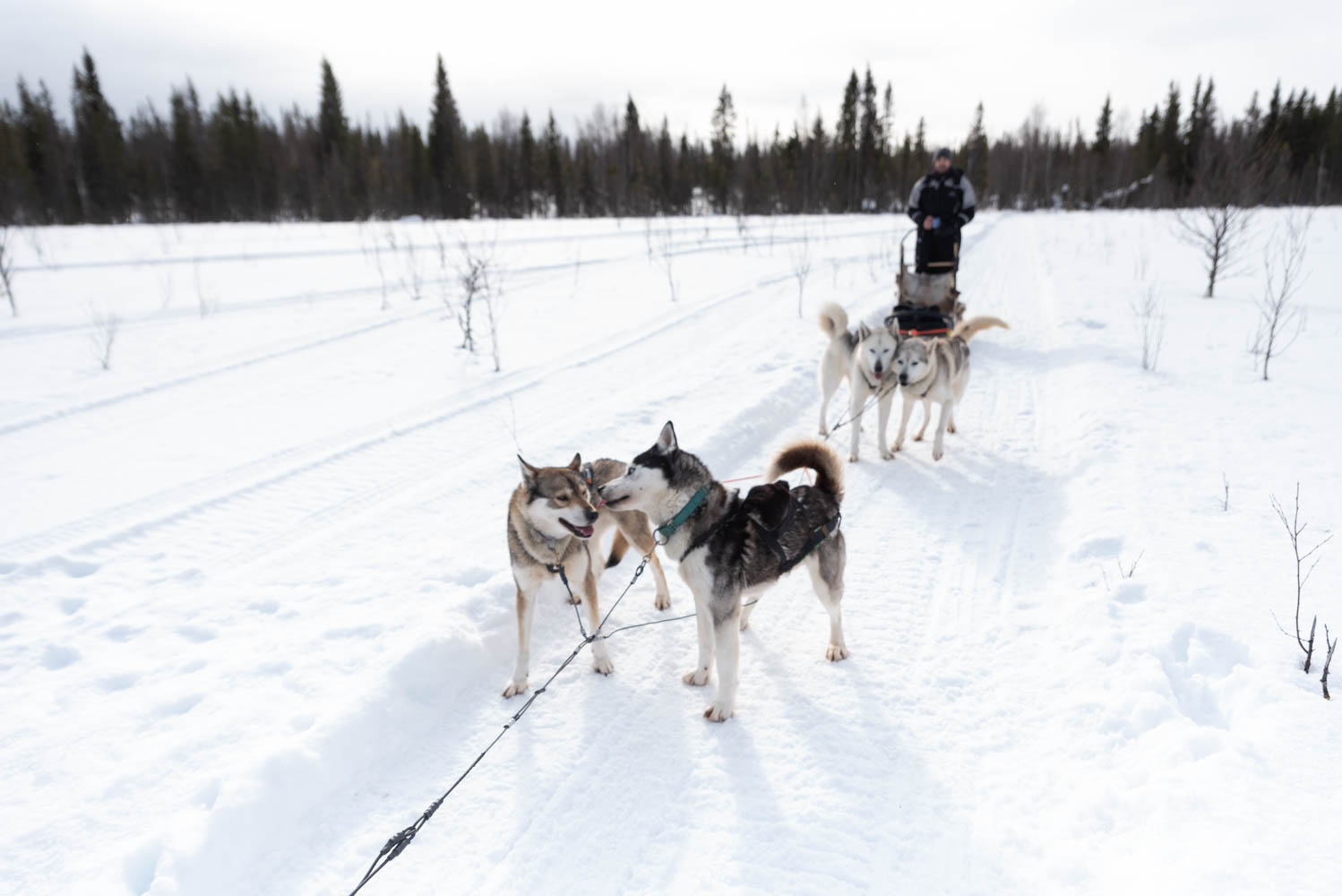 Husky à Iso-Syöte