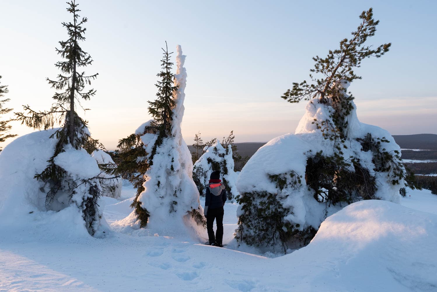 Sapins enneigés à Iso-Syöte