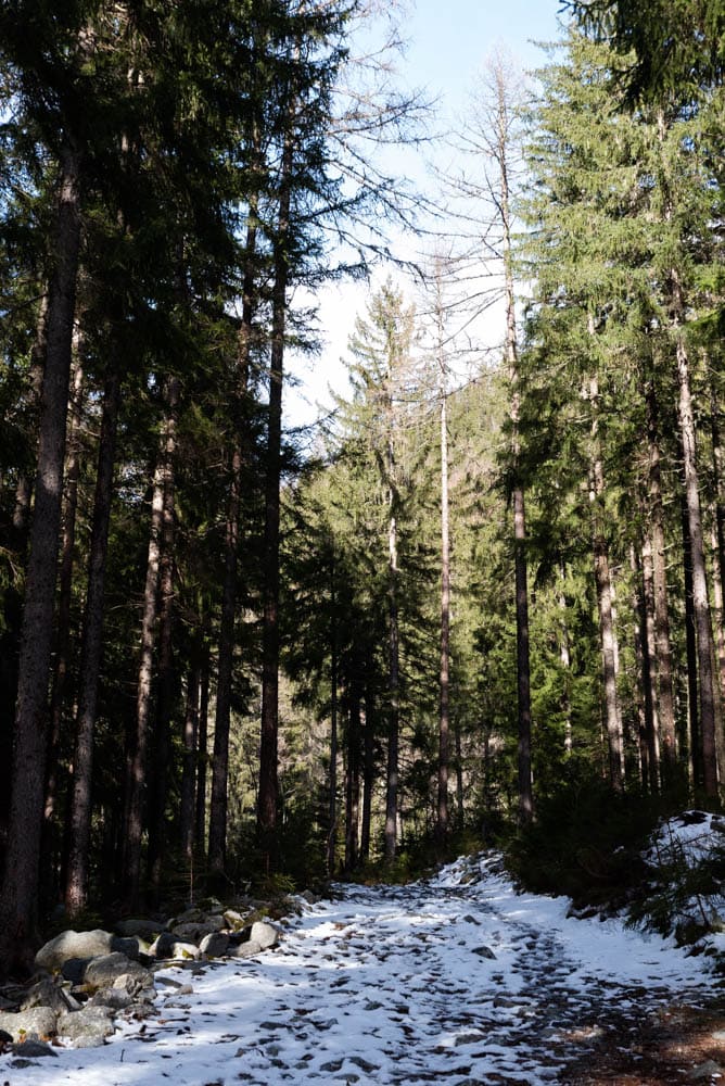 forêt boucle des Tines