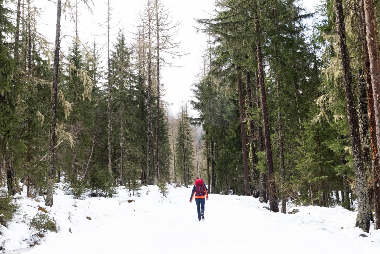 randonnée dans la forêt d'Argentière