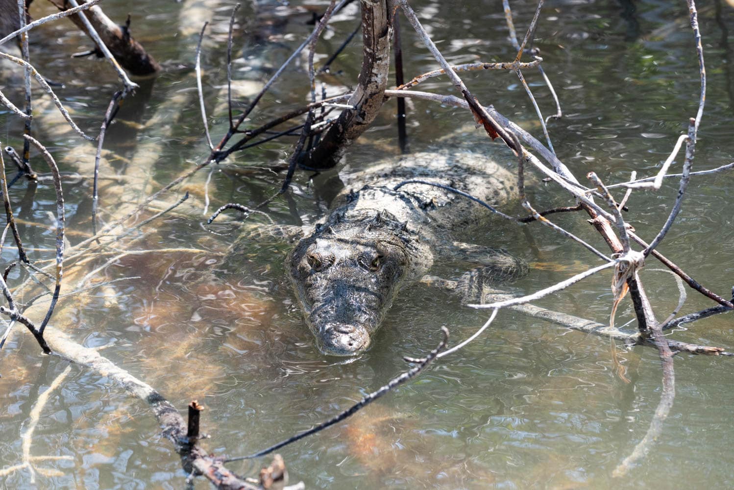crocodile mangrove Rio Lagartos