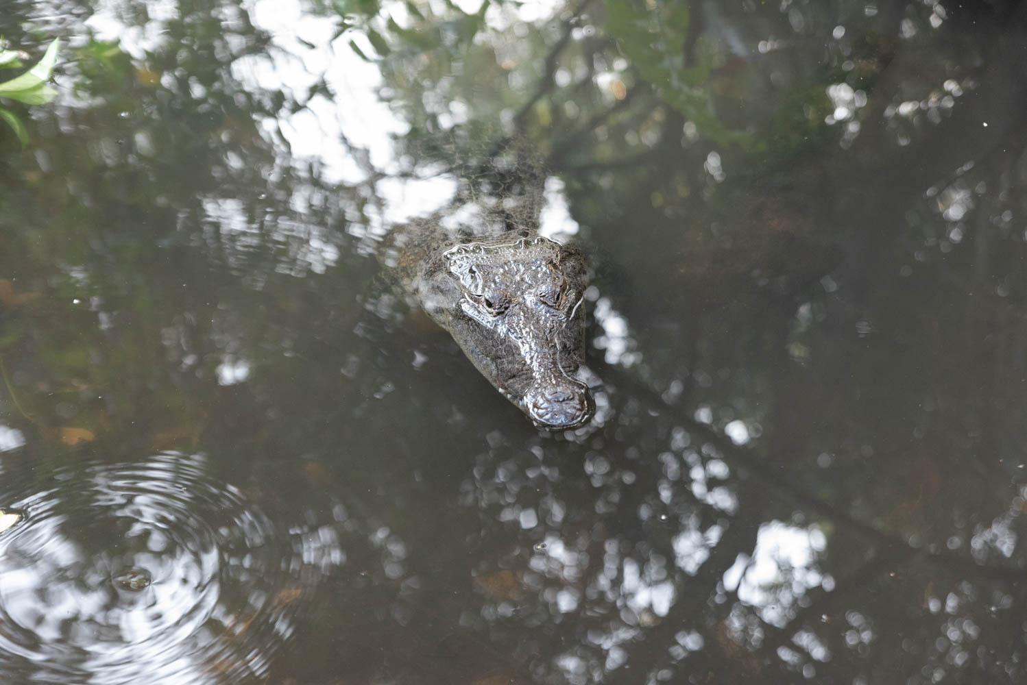 crocodile Rio Lagartos
