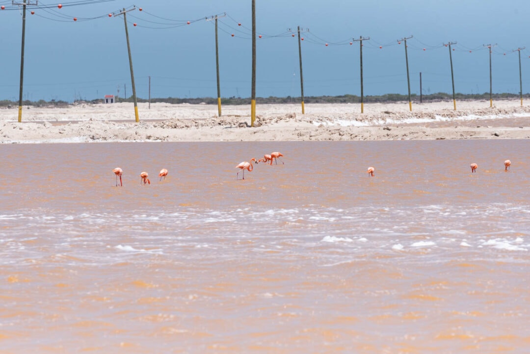 flamants roses à Rio Lagartos