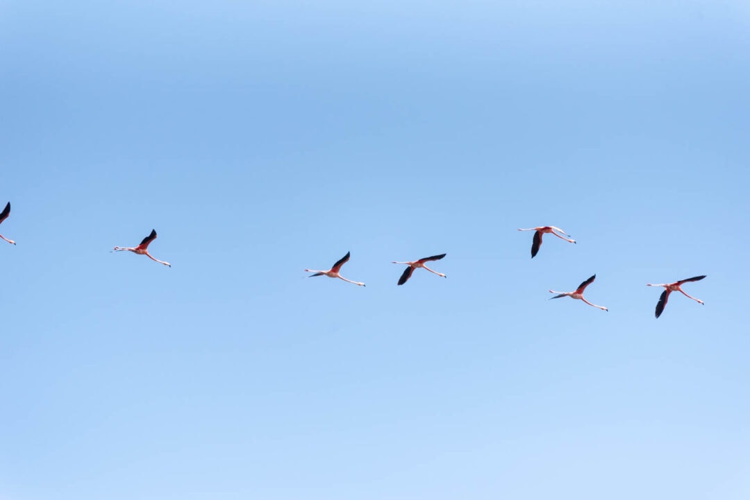 flamants roses à Rio Lagartos