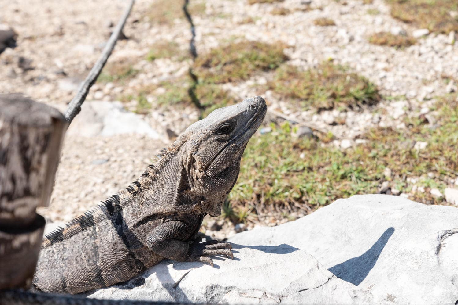 iguane Tulum