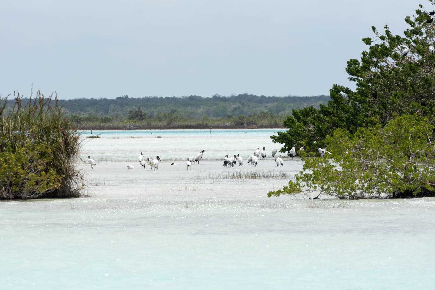 l'île aux oiseaux Bacalar