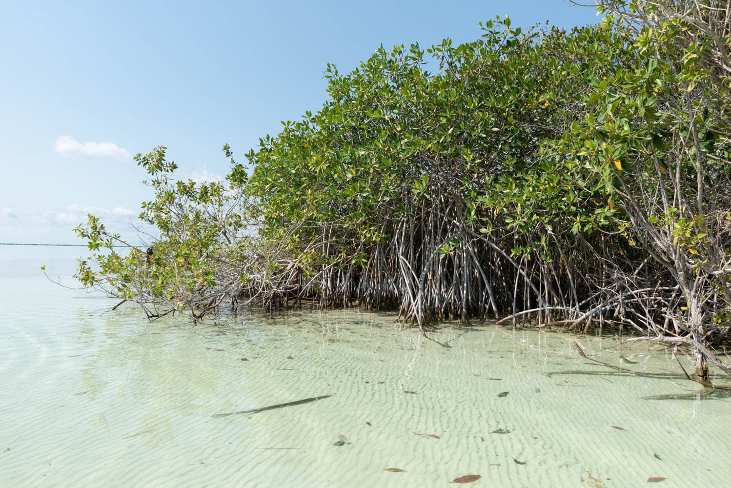 mangrove de la réserve de Sian Ka'an au mexique