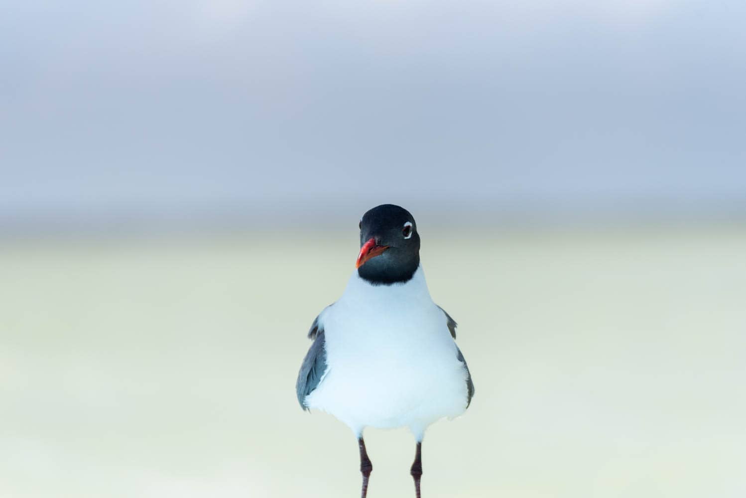 oiseau dans la réserve de Rio Lagartos