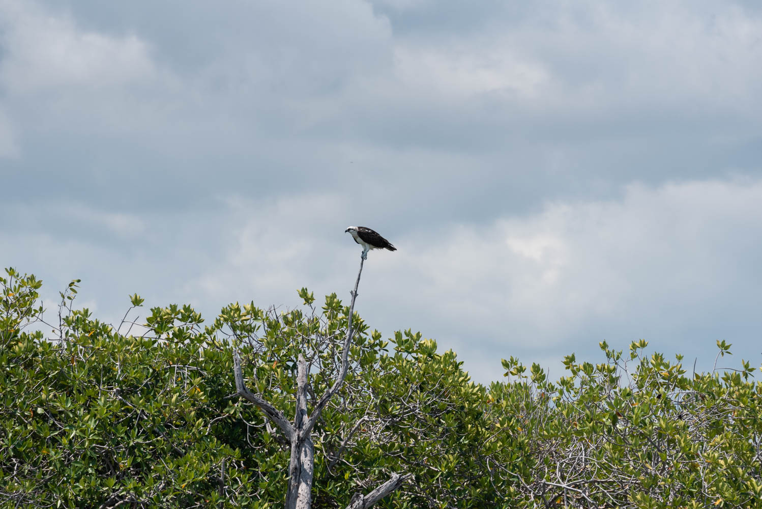 oiseau réserve de Sian Ka'an