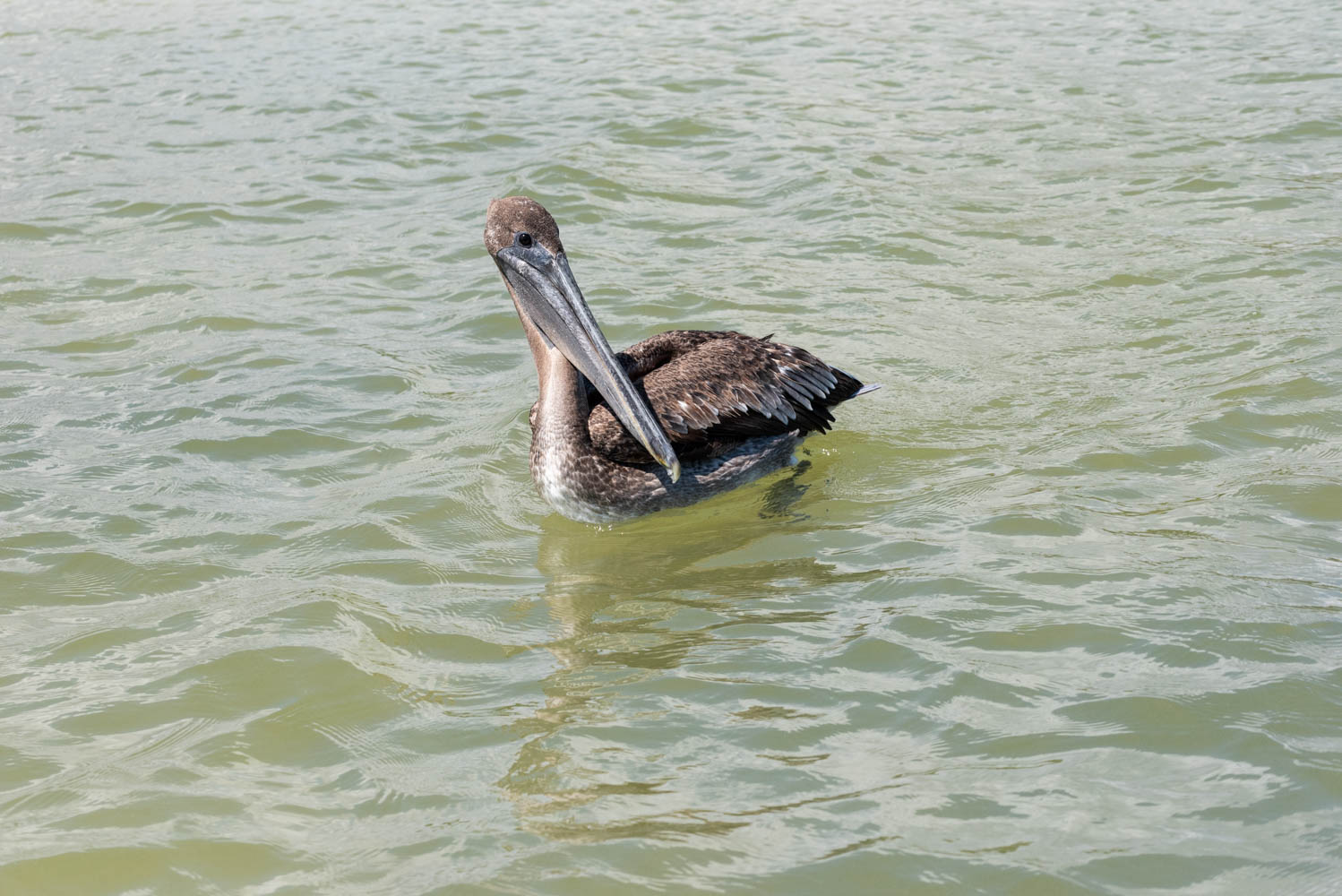 pélican à Rio Lagartos