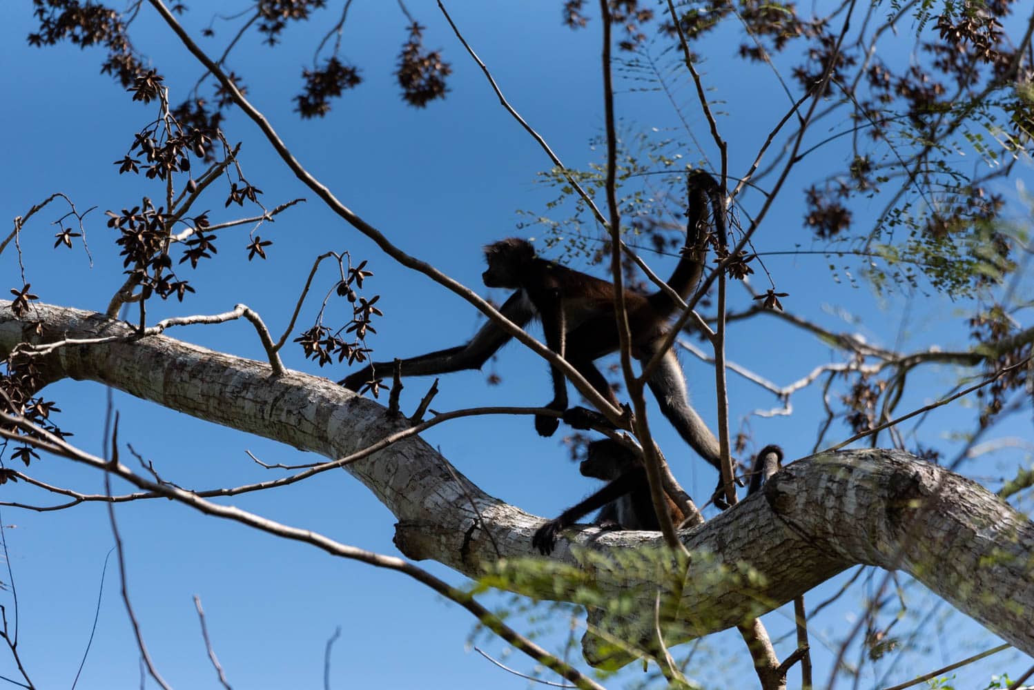 singe araignée Punta Laguna