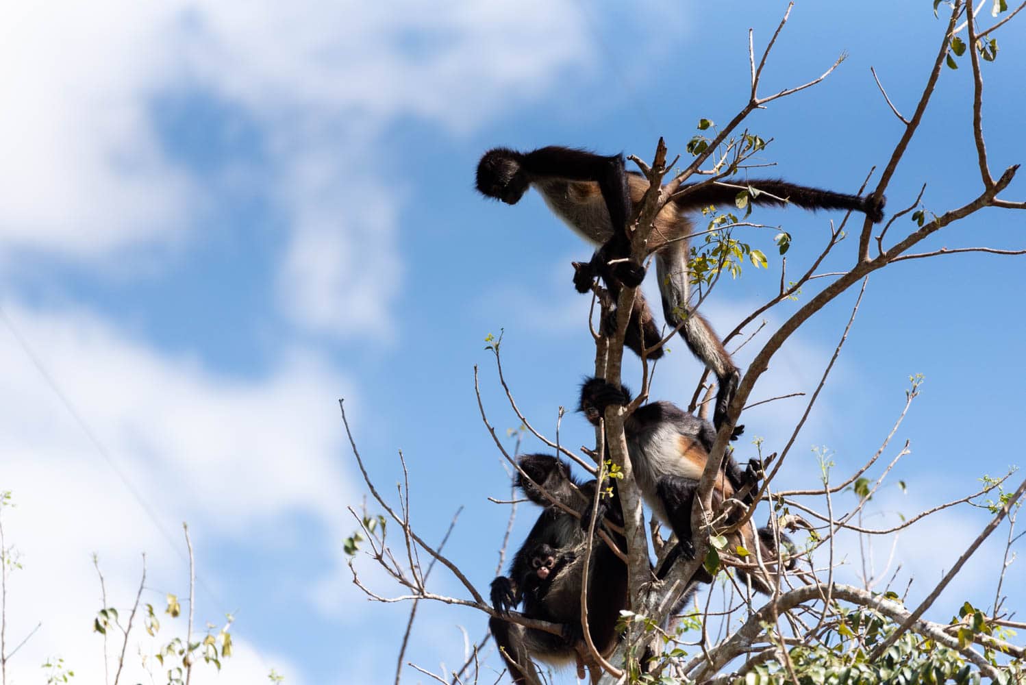 singe araignée réserve de Punta Laguna