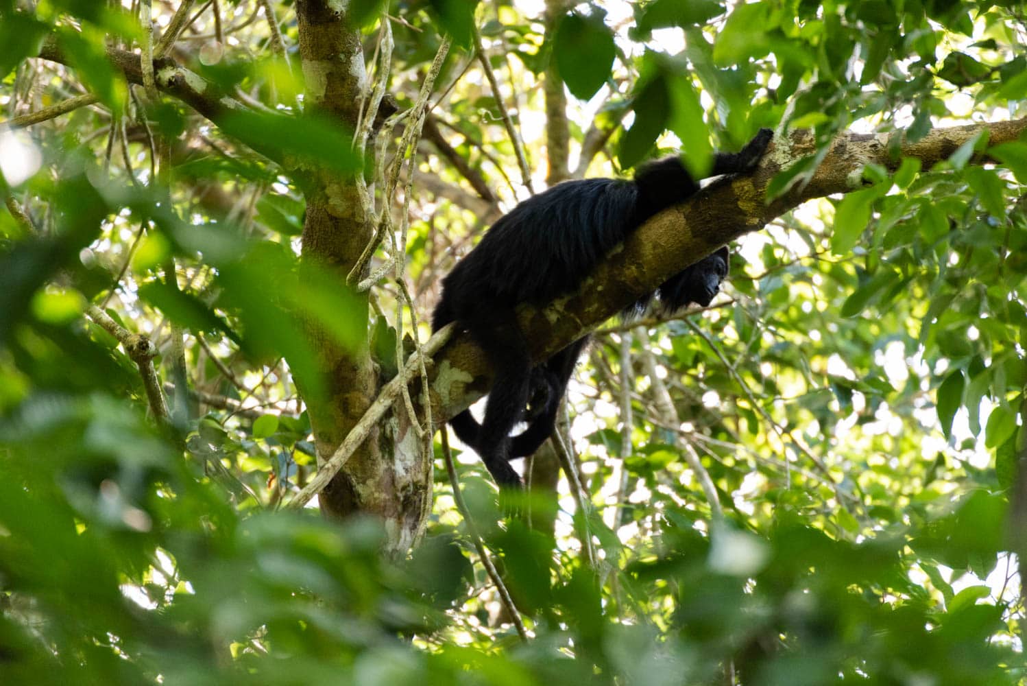 singe hurleur Punta Laguna Mexique