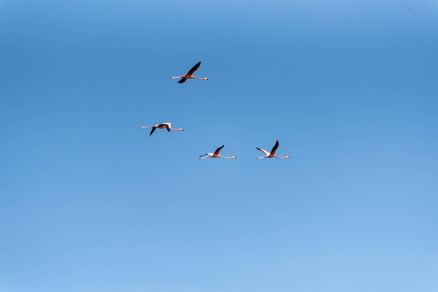 Vol de flamants roses Rio Lagartos