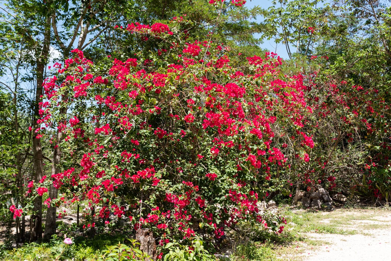 Bougainvilliers mexique