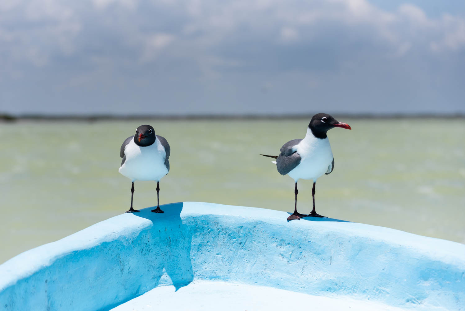 animaux au Mexique