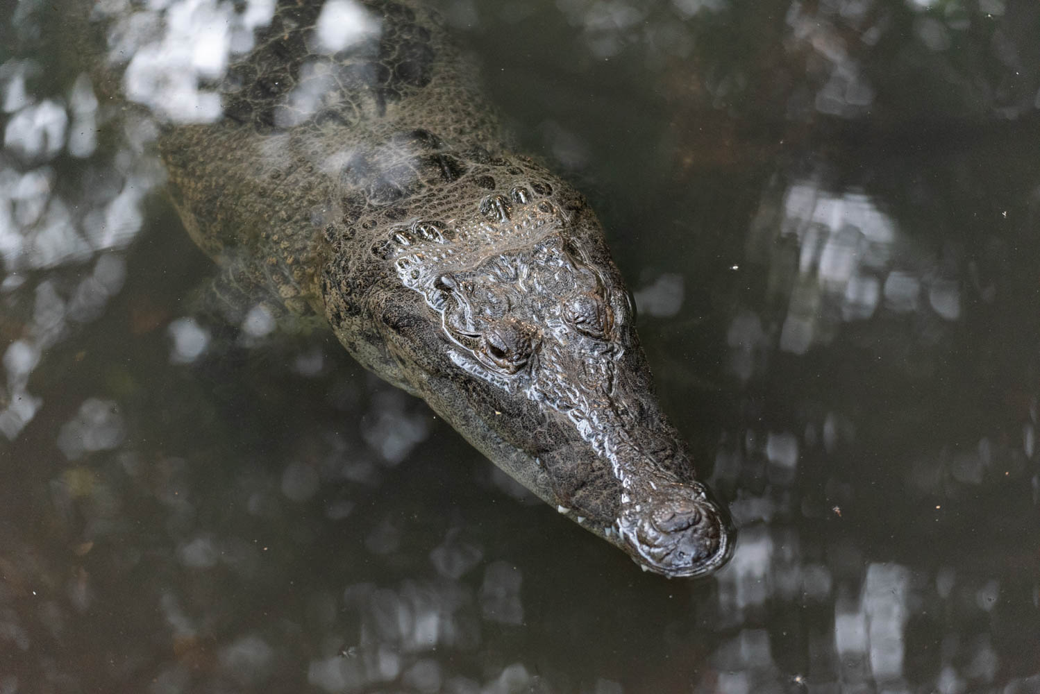 crocodile Mexique