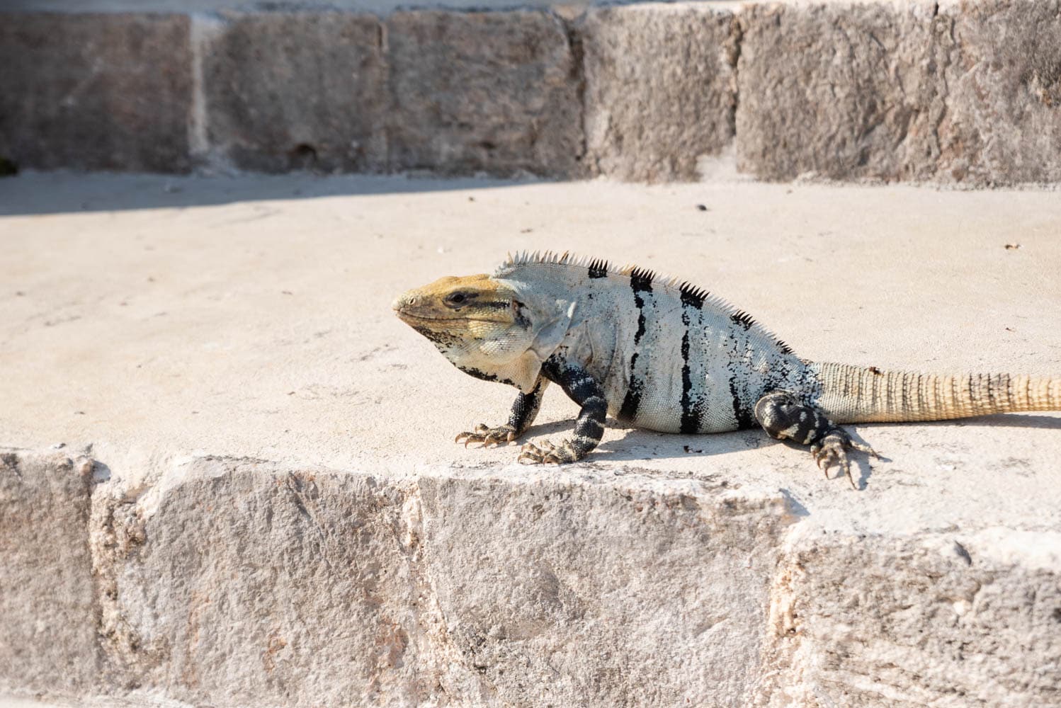 Iguane Uxmal