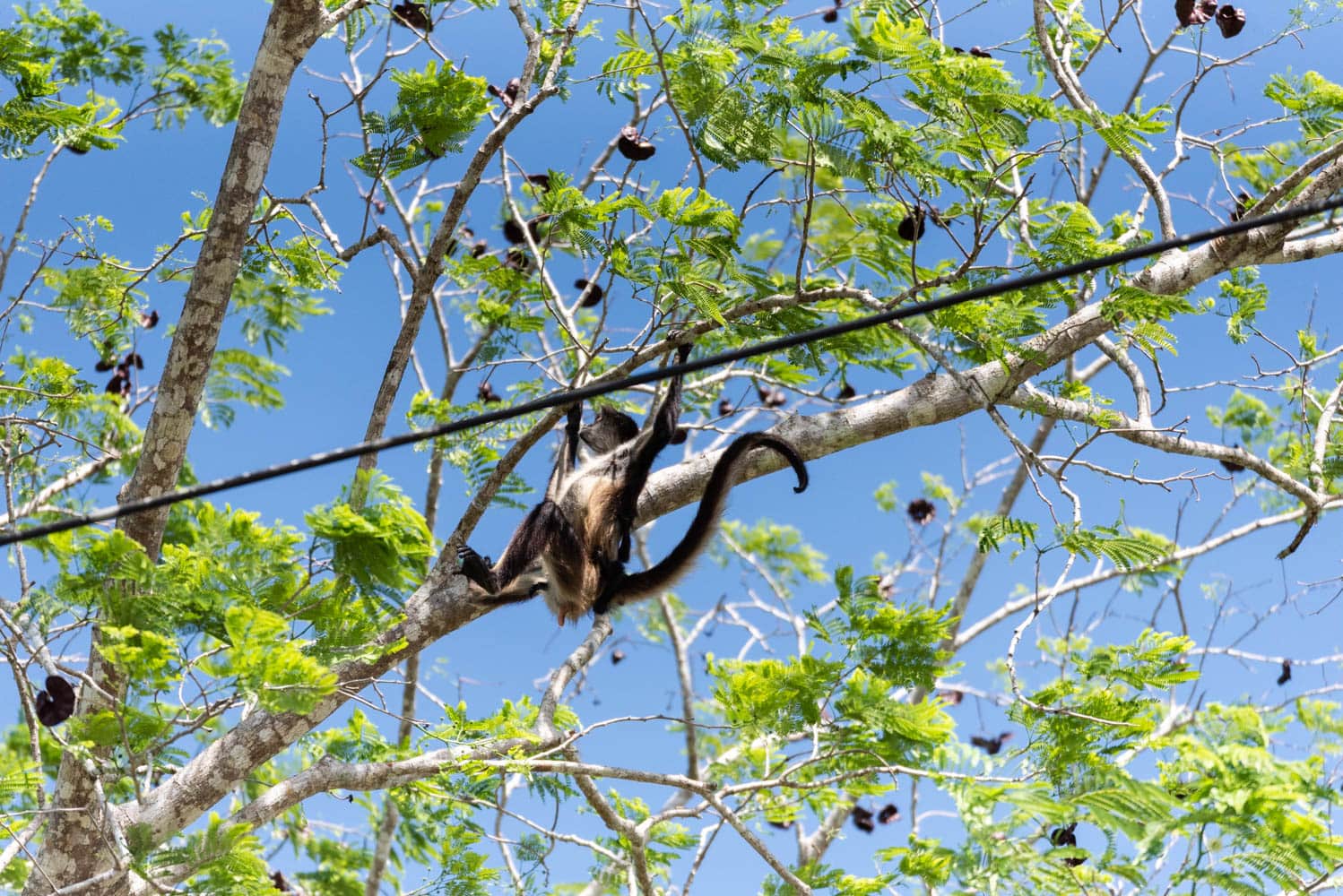 singe Punta Laguna