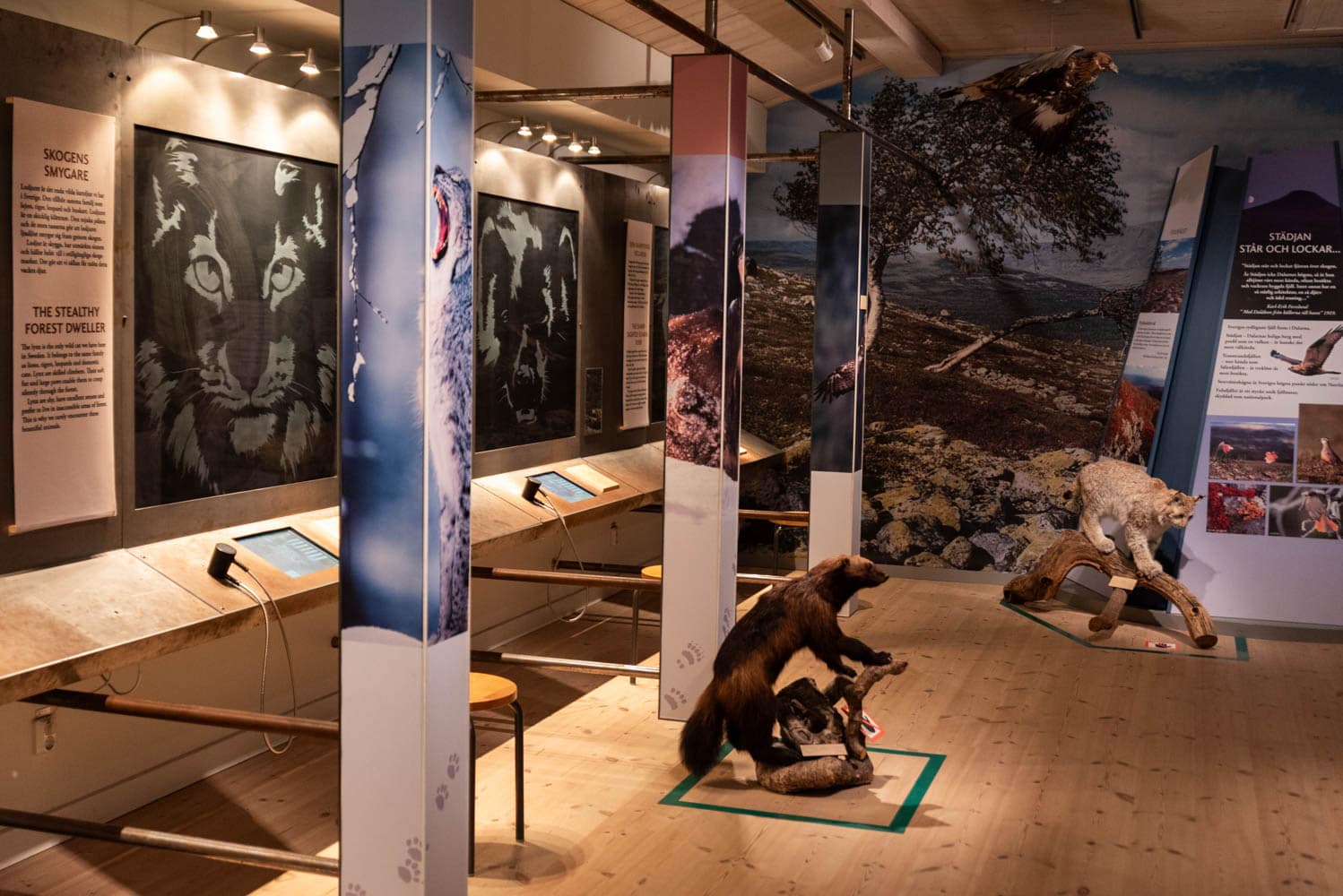 exposition musée Naturum Dalarna