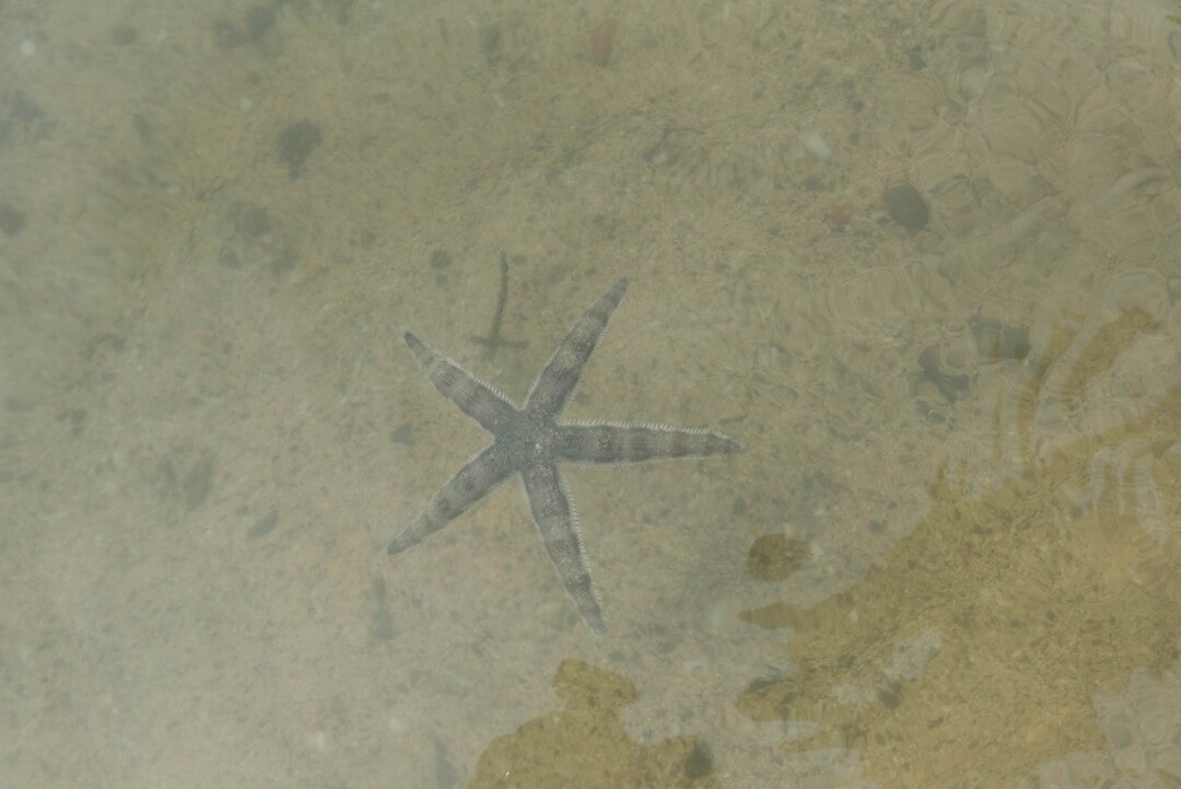 étoile-de-mer-thaïlandeétoile-de-mer-thaïlande 