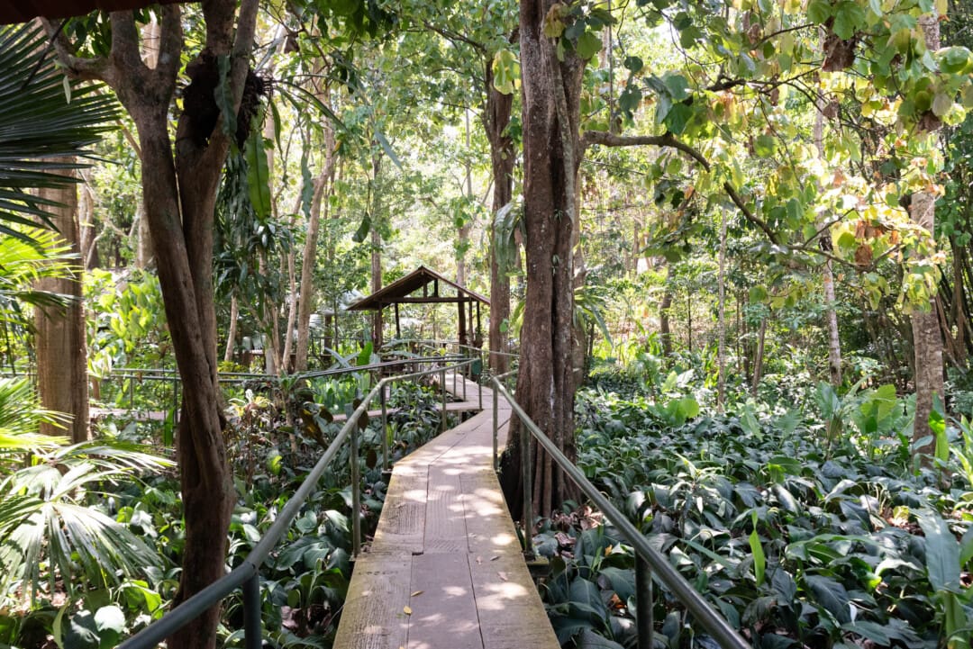 hôtel-khao-sok-riverside-cottages