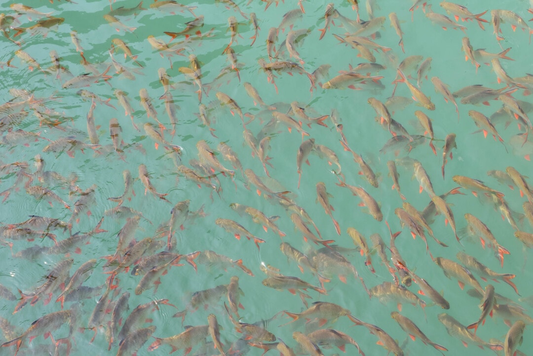 poissons-lac-Cheow-lan