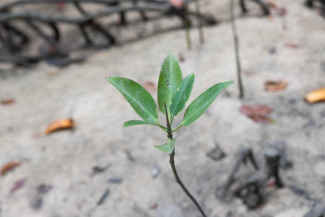 pousse-de-mangrove-koh-roi