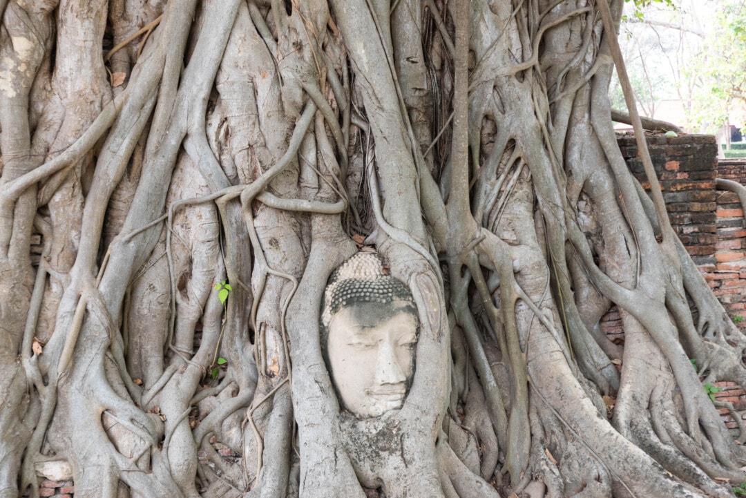 tête-de-bouddha-Wat-Mahathat