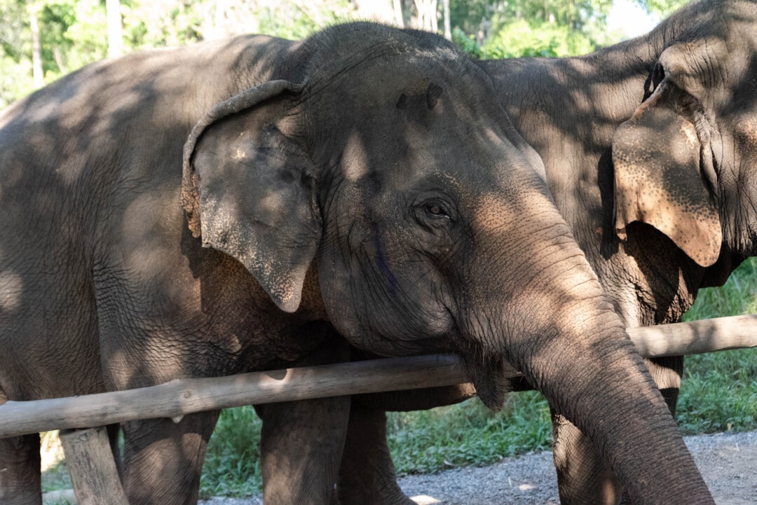 rencontre avec les éléphants en thaïlande