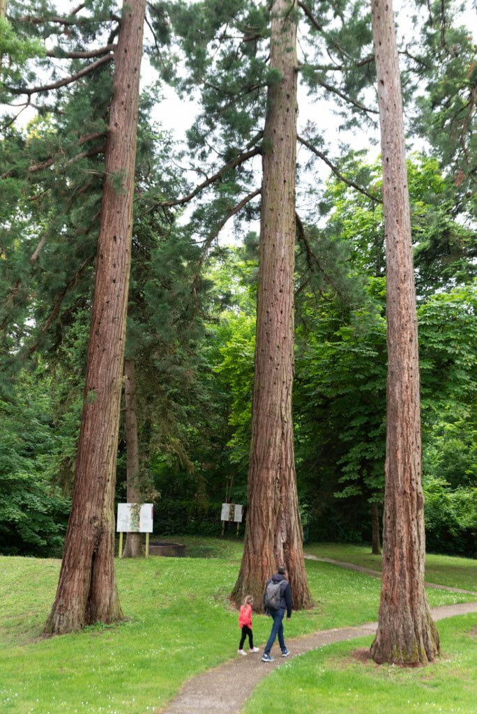 forêt des sequoias château de langeais