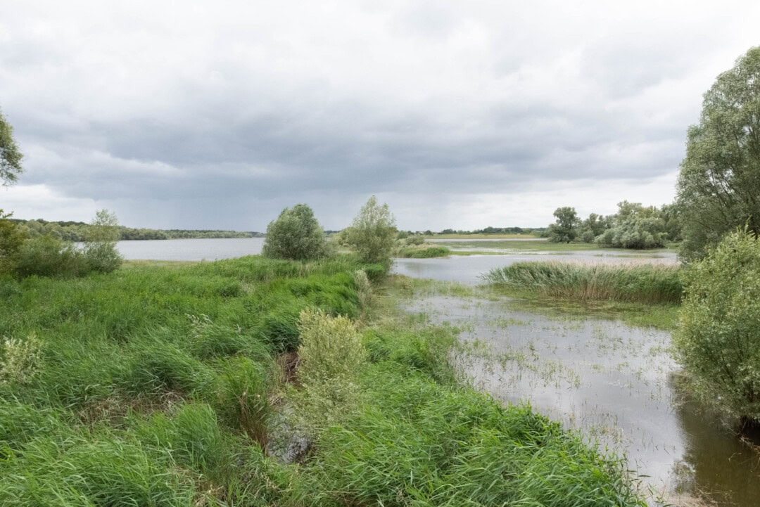 observatoire lac rille oiseaux